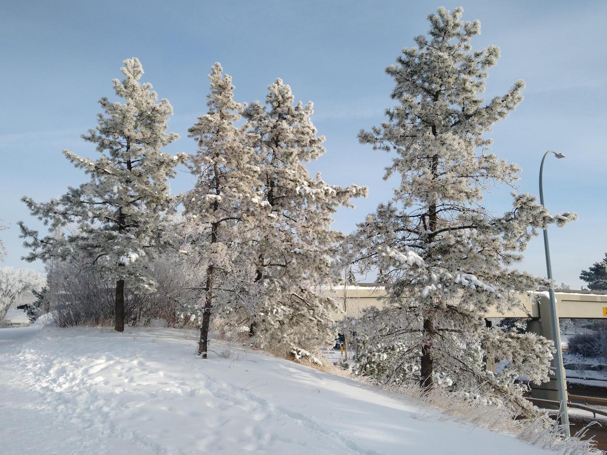 U Of A Homestay, Trails & Whyte Ave Edmonton Kamer foto